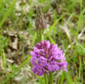 Orchys Pyramidale